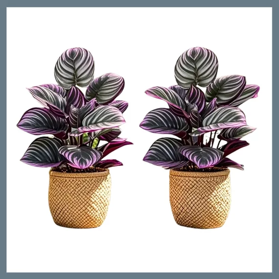 2 Plante elegante de iarbă cu frunze mov și verzi - Plante decorative mari DN1254035